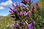 30 Gentiana anisodonta-ramosa 